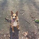 New licensing scheme for Hillingdon dog walkers