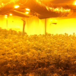 Arrests after cannabis factory discovered in Yeading Cannabis factory discovered in Yeading | Hillingdon Today