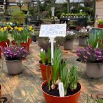 Spring Blossoms as The Happier Outdoors Festival Comes to Events in Hillingdon, Eastcote and Cranford A view of spring plants for sale at the Rural Activities Garden Centre | Hillingdon Today