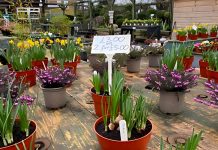 Spring Blossoms as The Happier Outdoors Festival Comes to Events in Hillingdon, Eastcote and Cranford A view of spring plants for sale at the Rural Activities Garden Centre | Hillingdon Today