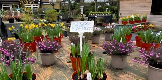 Spring Blossoms as The Happier Outdoors Festival Comes to Events in Hillingdon, Eastcote and Cranford A view of spring plants for sale at the Rural Activities Garden Centre | Hillingdon Today