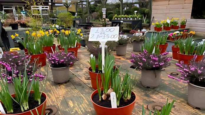 A view of spring plants for sale at the Rural Activities Garden Centre | Hillingdon Today