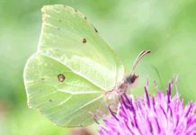 Early Signs of Spring Becoming New Norm and Citizen Scientists Are Needed to Help Monitor Situation Say Woodland Trust Photo of the brimstone butterfly | Hillingdon Today