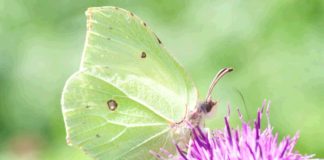 Early Signs of Spring Becoming New Norm and Citizen Scientists Are Needed to Help Monitor Situation Say Woodland Trust Photo of the brimstone butterfly | Hillingdon Today