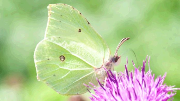 Photo of the brimstone butterfly | Hillingdon Today