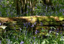London Wildlife Trust Invites Nature Lovers to Explore Spring’s Splendour at Gutteridge Wood London Wildlife Trust - Gutteridge Wood | Hillingdon Today