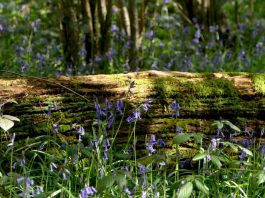 London Wildlife Trust - Gutteridge Wood | Hillingdon Today