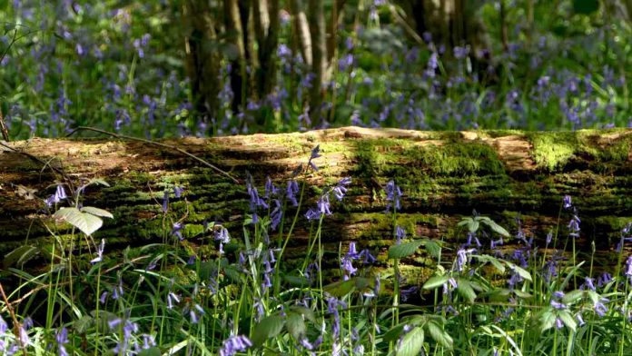 London Wildlife Trust - Gutteridge Wood | Hillingdon Today