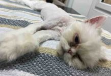 Neglected Persian Cats Rescued: Appeal for Donations to Aid Their Recovery Neglected Persian Cats Rescued | Hillingdon Today