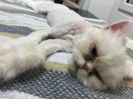 Neglected Persian Cats Rescued | Hillingdon Today