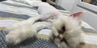 Neglected Persian Cats Rescued: Appeal for Donations to Aid Their Recovery Neglected Persian Cats Rescued | Hillingdon Today