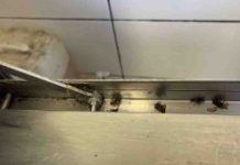 Harlington Restaurant Fined Over £22,000 for Cockroach Infestation Cockroaches within the kitchen of the Harlington restaurant | Hillingdon Today