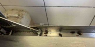 Harlington Restaurant Fined Over £22,000 for Cockroach Infestation Cockroaches within the kitchen of the Harlington restaurant | Hillingdon Today