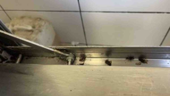 Cockroaches within the kitchen of the Harlington restaurant | Hillingdon Today