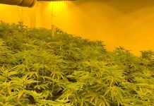 Uxbridge Police Raid Uncovers Large-Scale Cannabis Factory Uxbridge Police Raid Cannabis | Hillingdon Todaytory