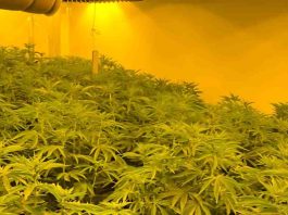 Uxbridge Police Raid Cannabis | Hillingdon Todaytory