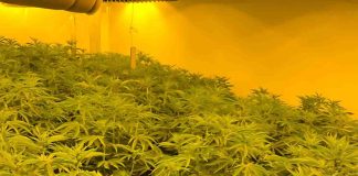Uxbridge Police Raid Uncovers Large-Scale Cannabis Factory Uxbridge Police Raid Cannabis | Hillingdon Todaytory