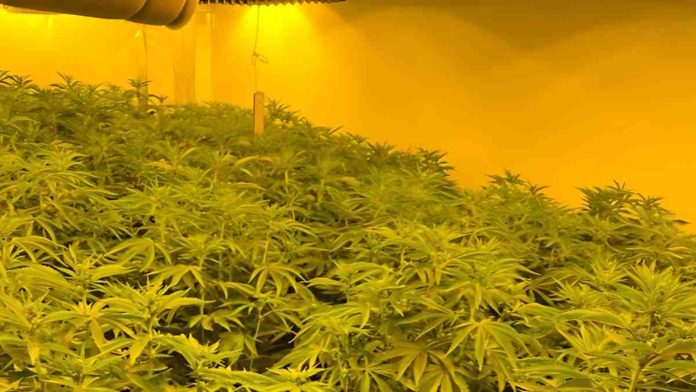 Uxbridge Police Raid Cannabis | Hillingdon Todaytory