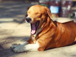 Dog Owners Warned of Heat-Related Dangers Puppy yawning in the shade
