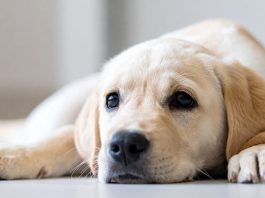 UK Vets Issue Urgent Heatstroke Warning for Pets Labrador cooling down