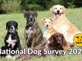 West London Dog Owners Urged to Share Views in National Dog Survey 2026 2026 Dogs Trust National Dog Survey