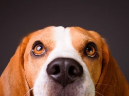 Luna tops dog name survey, pushing Poppy to second Photo of a Beagle
